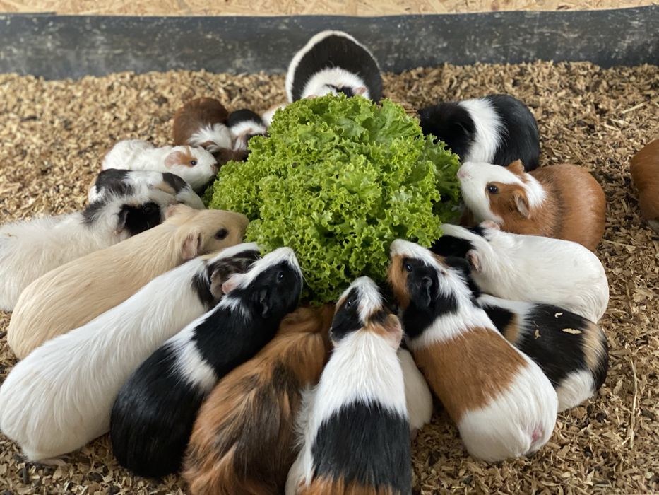 Świnki morskie , świnka morska cavia domowa