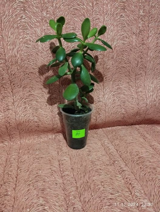 Продам кімнатні рослини