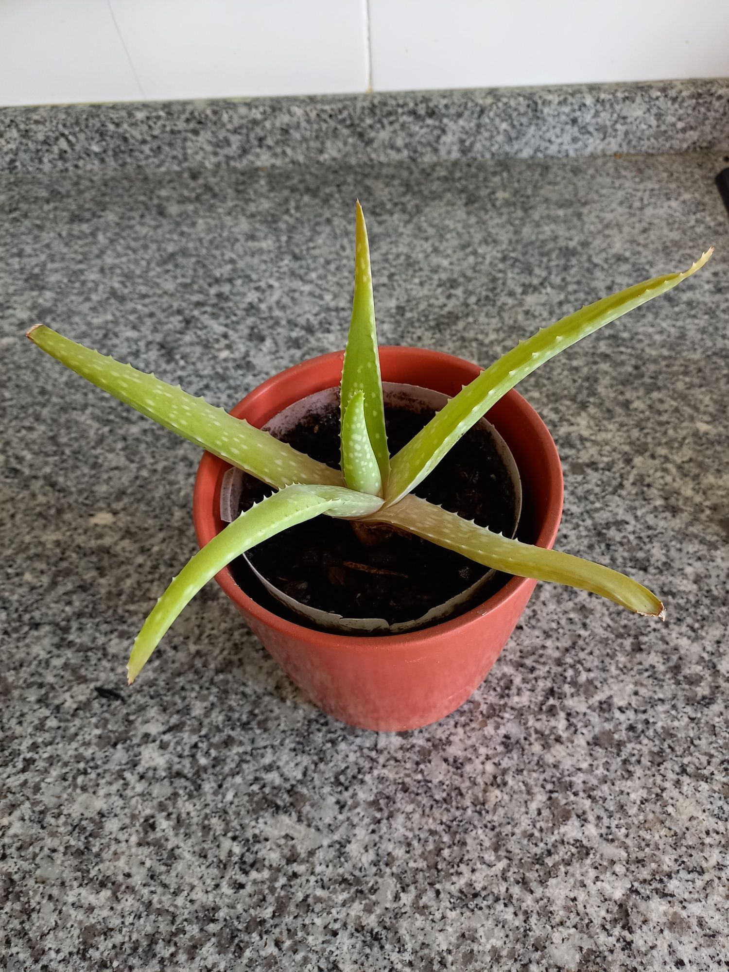 Plantas Aloe Vera