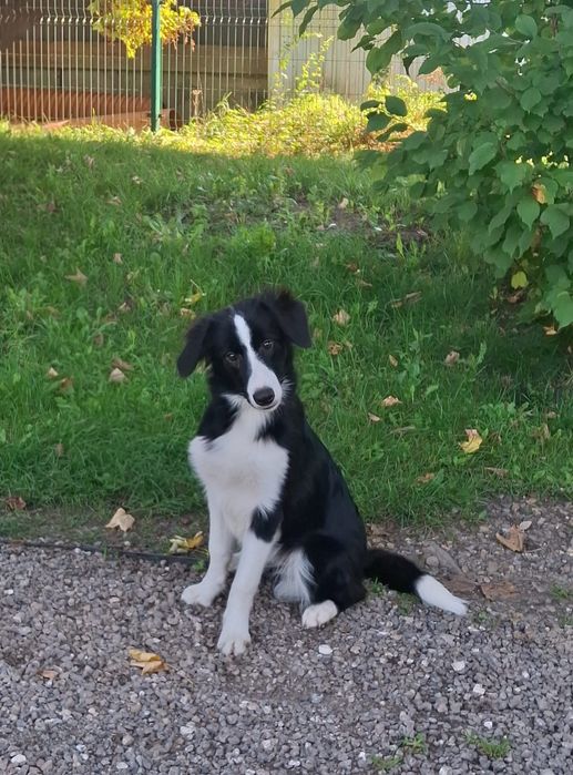 Border collie piesek z metryką ZKwP