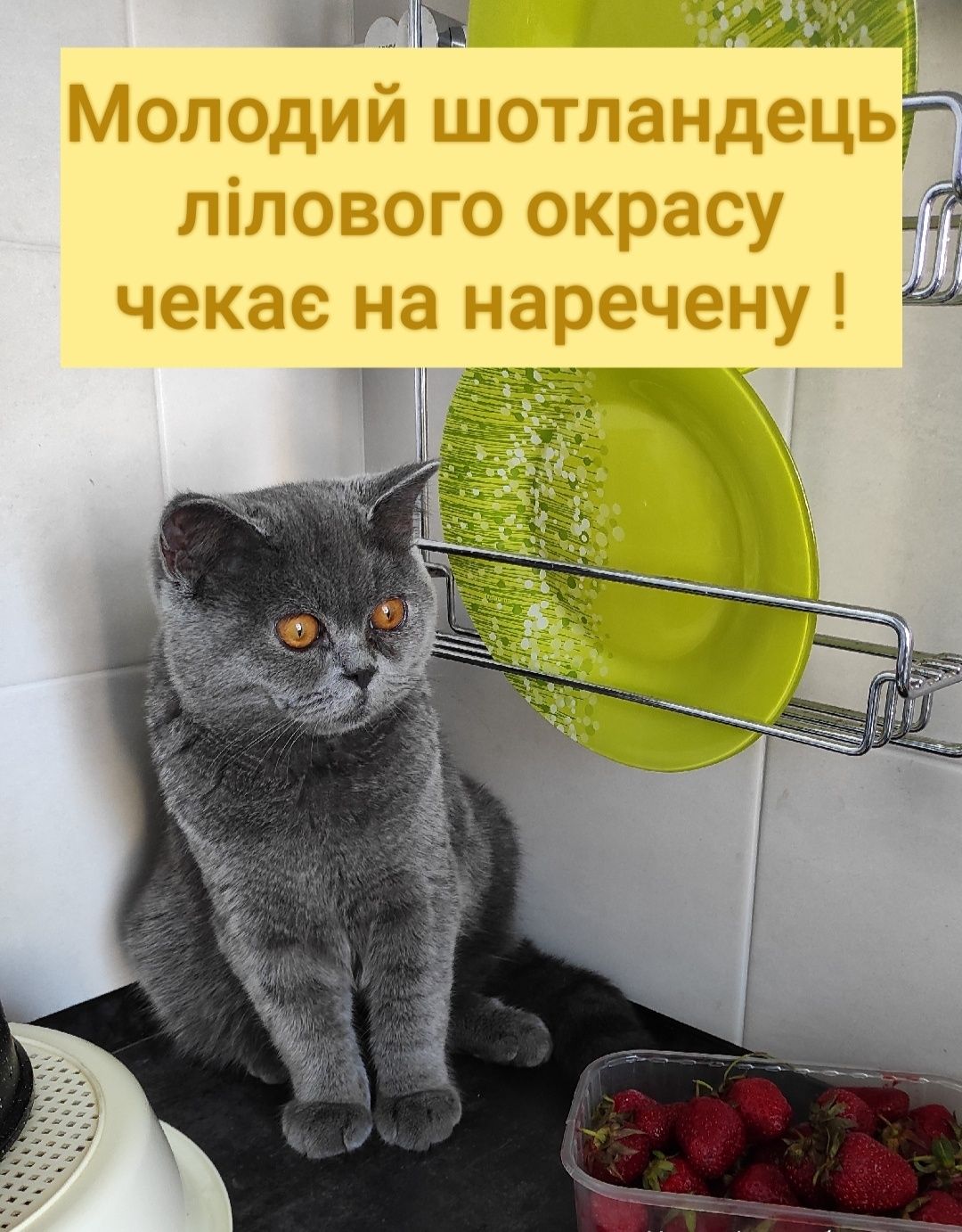 Молодой породистый котик ищет кошечку для встреч!