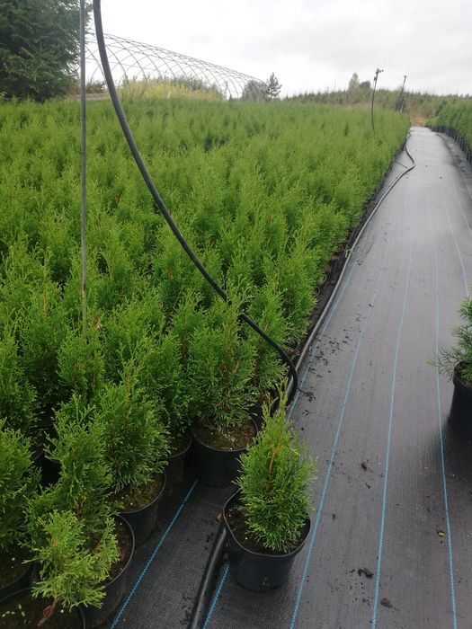 Tuja Szmaragd 50-60cm. Donica 2L Paszport.