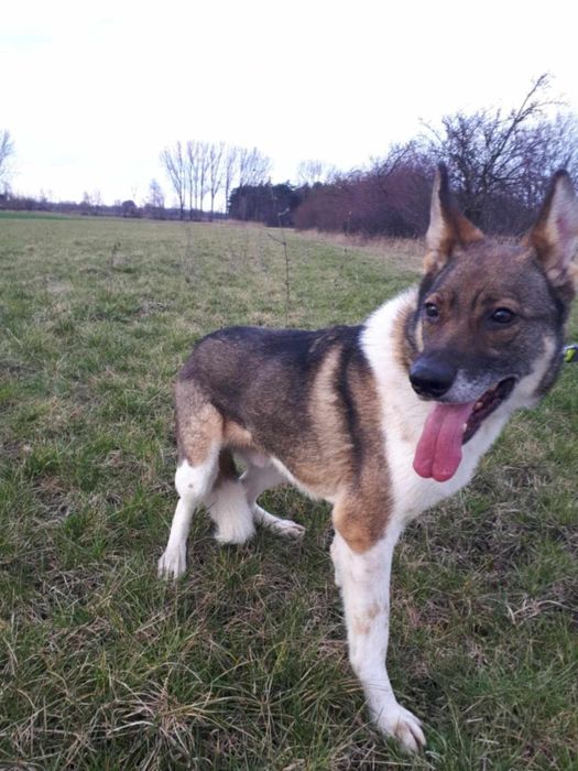 Oddam za darmo/ Śliczny Czesmir szuka domu na stałe (Adopcja)