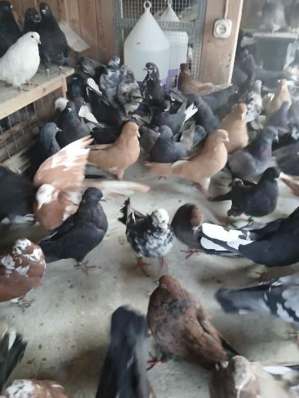 Golebie orliki lubelskie