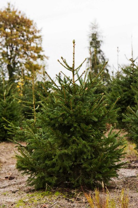 Świerk pospolity kopany z korzeniami - W DONICZCE 70-90cm ŚWIĄTECZNY