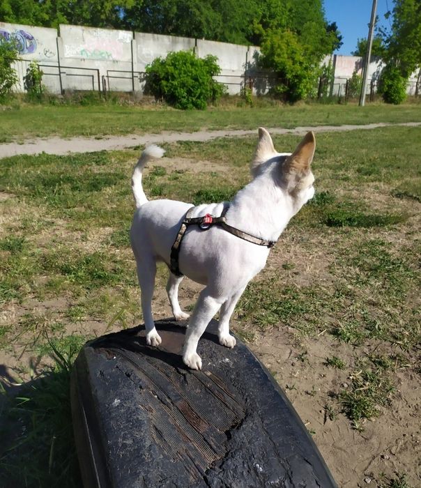 Хлопчик чихуахуа, шукає подружку для в'язки