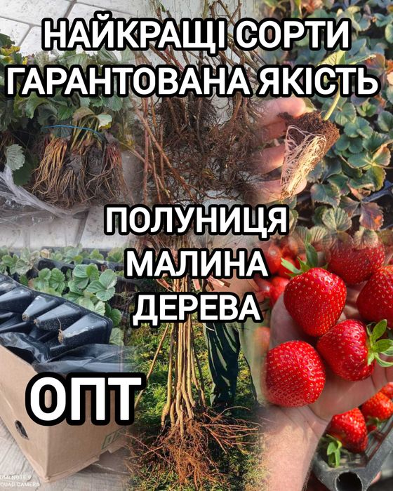 Саджанці Полуниці Копана Касета Малина Плодові дерева Рассада Клубники