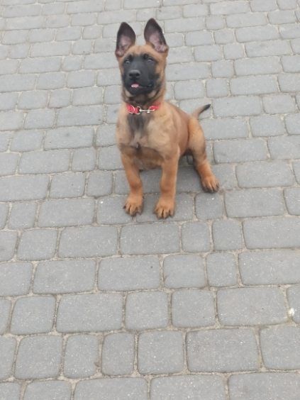 Owczarek Belgijski Malinois