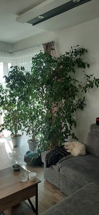 Kwiat benjamin fiskus duży # drzewko święta