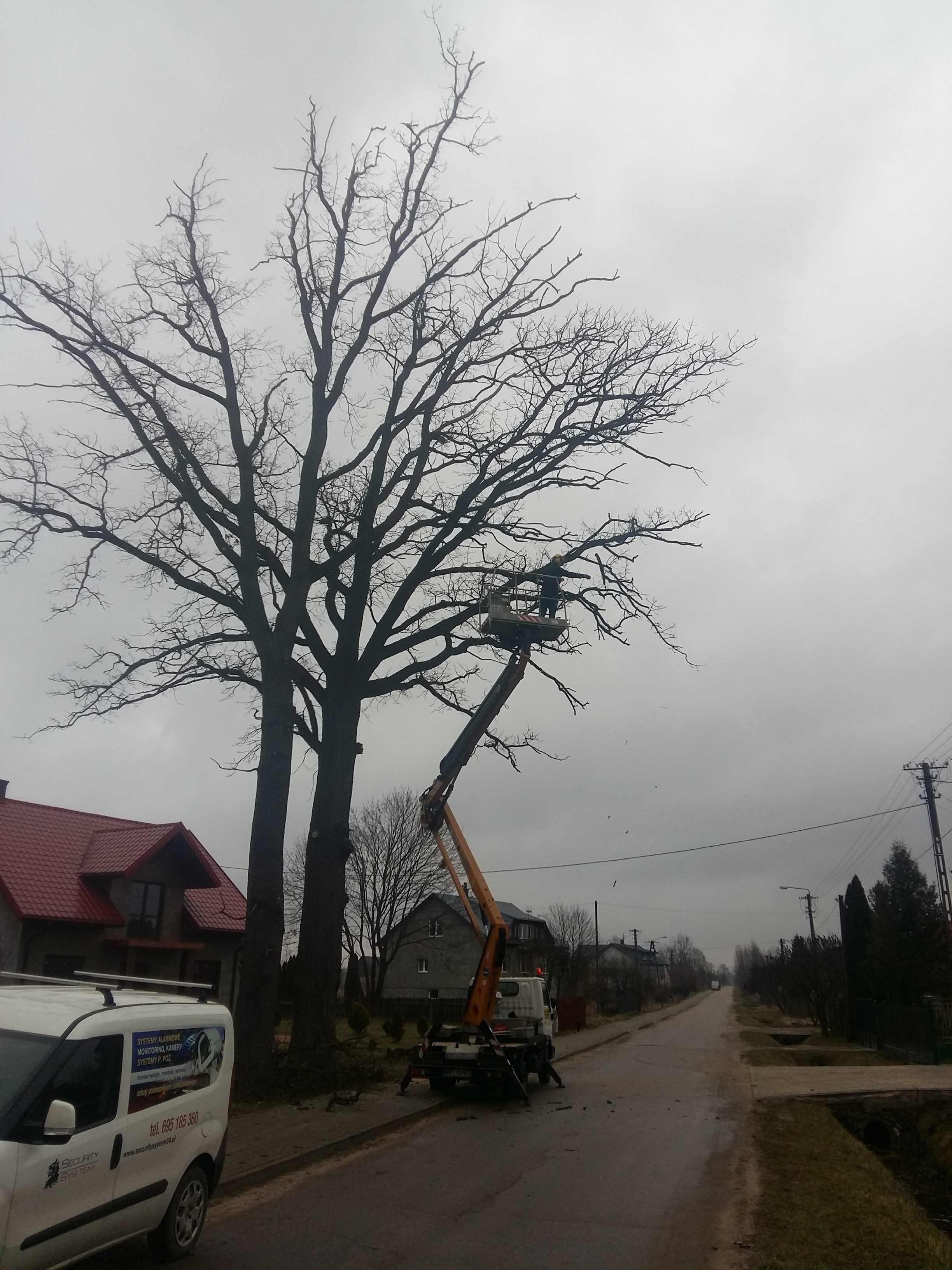 Wycinka drzew z podnośnika , usługa rębakiem, pielęgnacja koron drzew