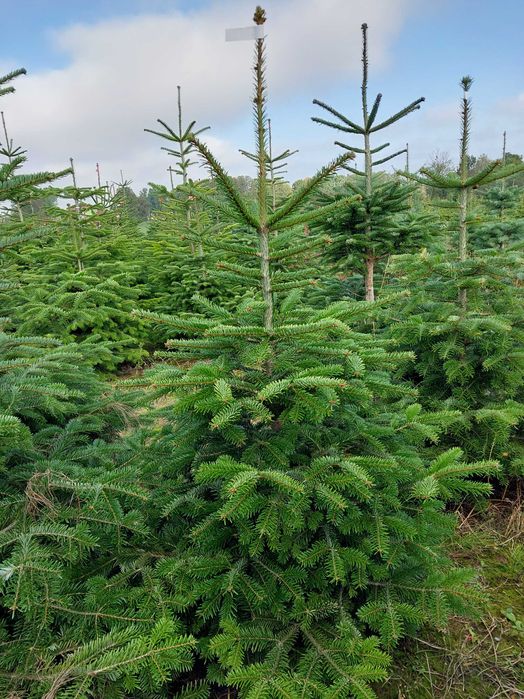 Jodła koreańska,  Kaukazka ,Frazera