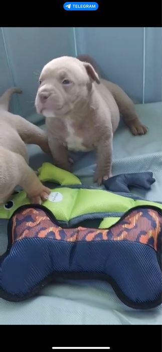 Американський Буллі