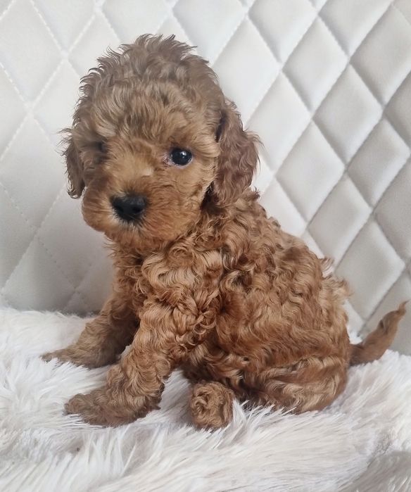 Cudna Malutka Suczka Pudel Toy - Red Brown  - Wkrótce Do Odbioru!