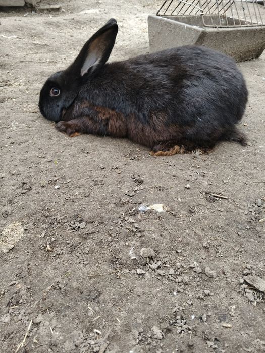 Продам кроликів.