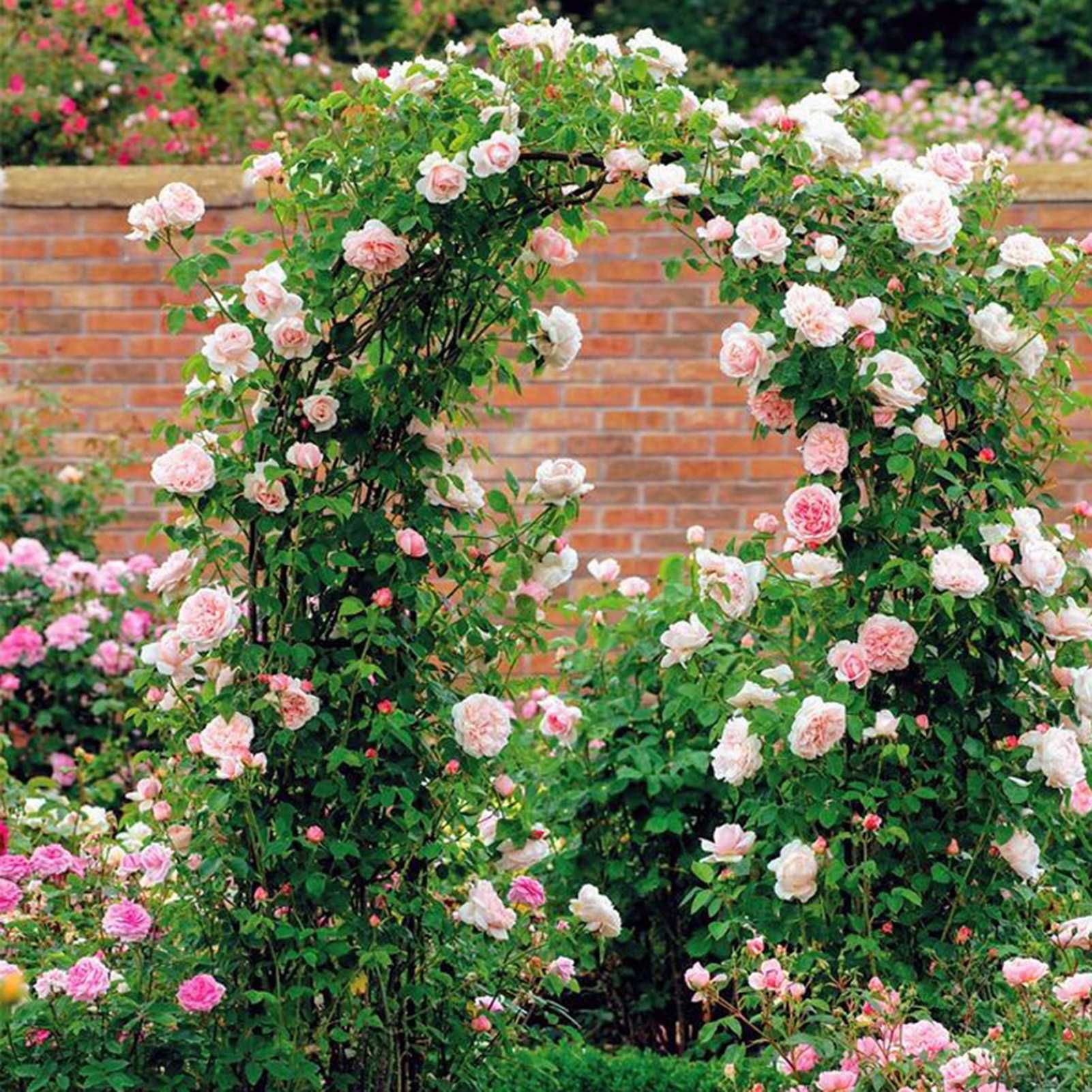 NOWOCZESNA PERGOLA ogrodowa łuk na kwiaty róże metal 240CM *PROMOCJA*