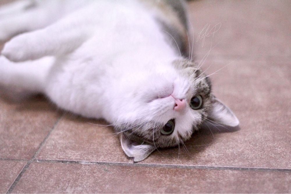 Kochana, śliczna i młoda Taśka czeka na odpowiedzialny domek!