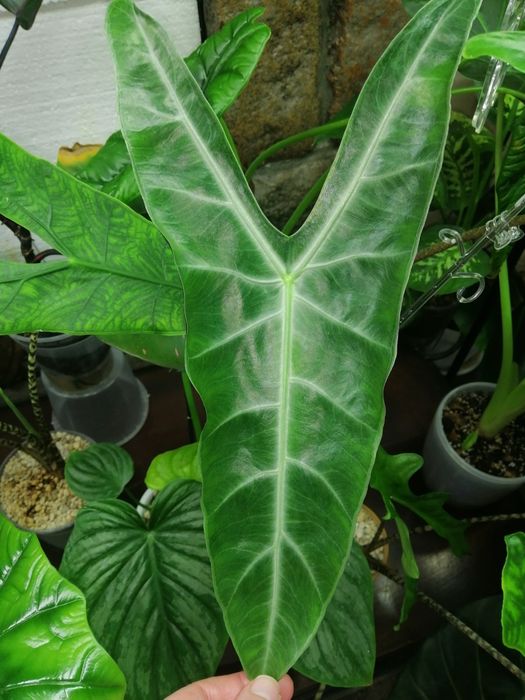 Алоказия лонгилоба редбек