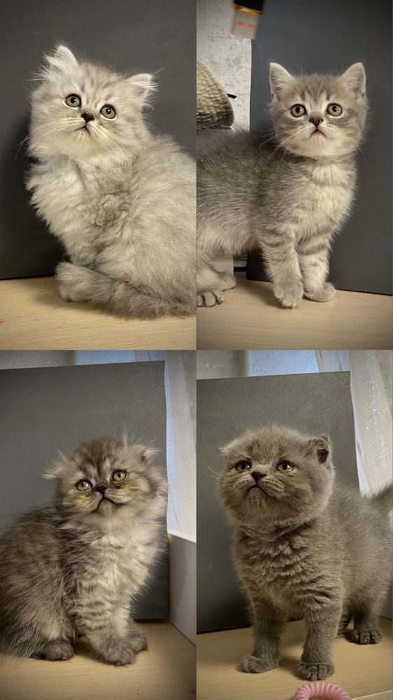 Шотландские котята