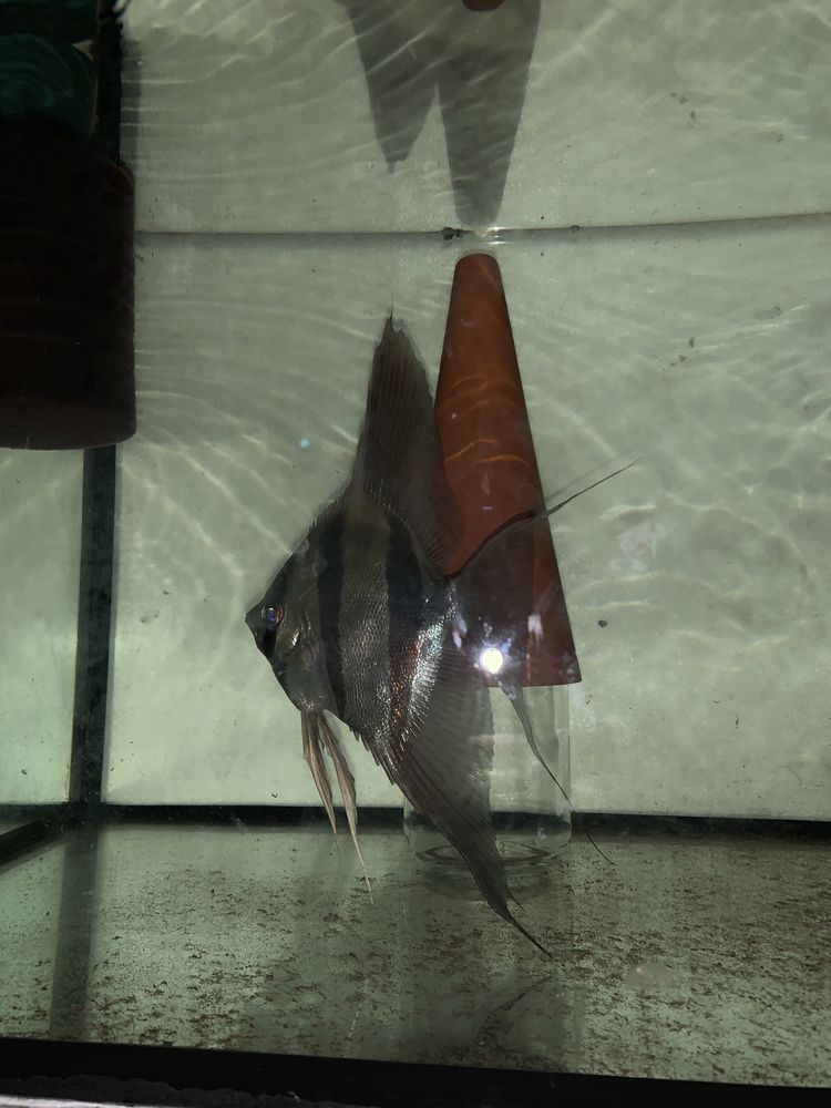 Pterophyllum altum