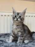 Kotka Maine Coon rodowód FPL+wyprawka