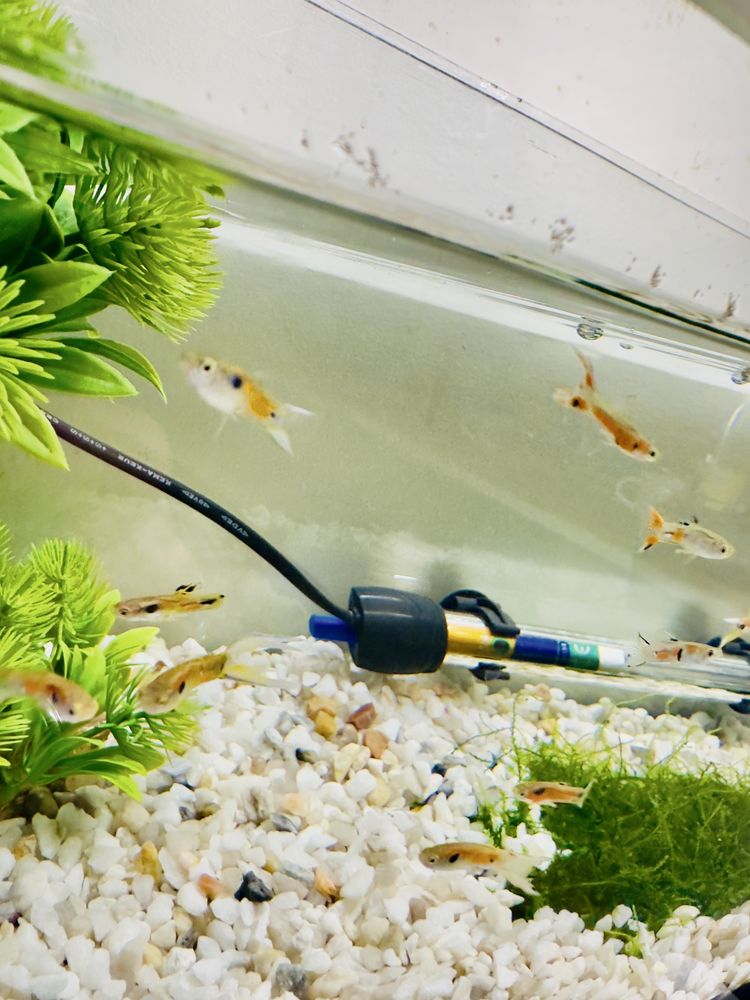 Guppys, comida e camaroes