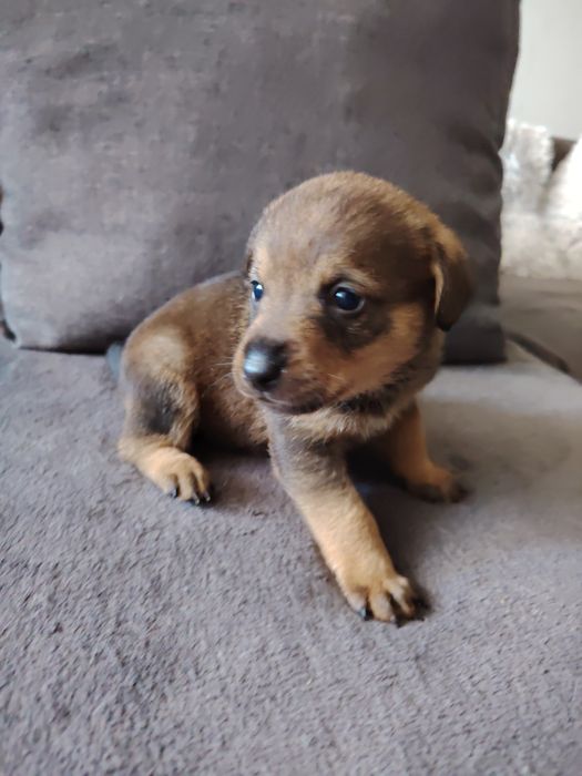 Szczeniaki polecają się do adopcji