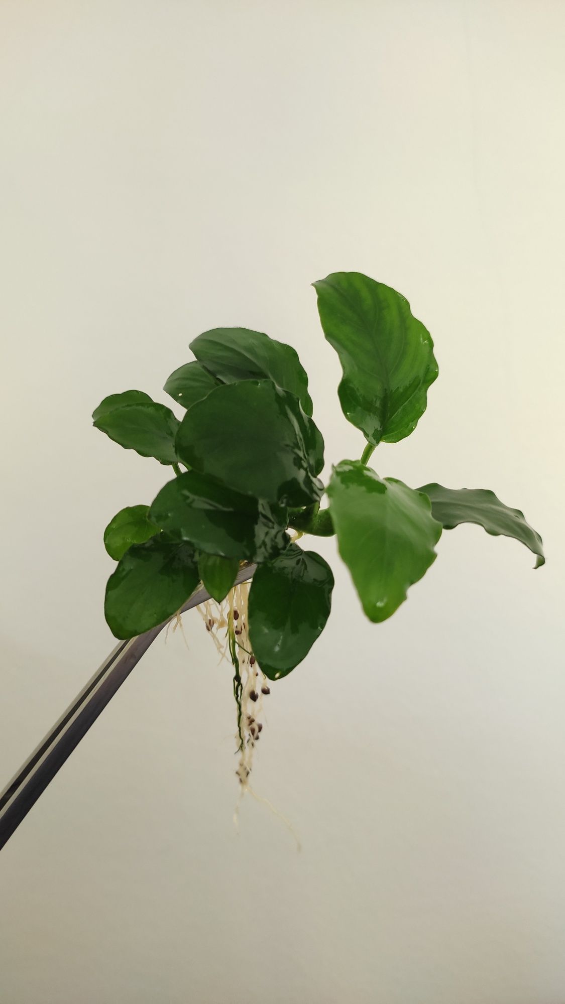 Planta de aquario Anubia nana