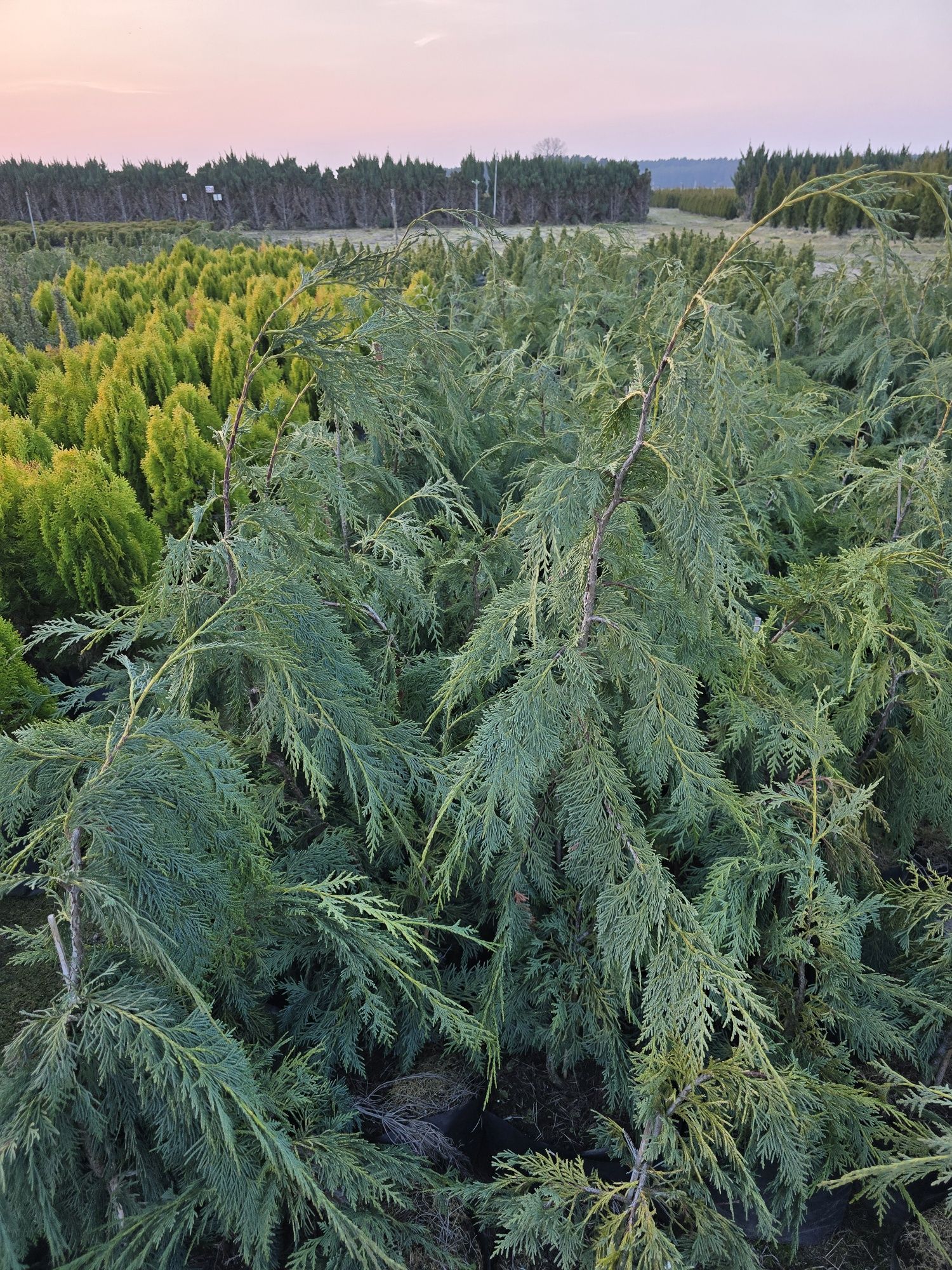 Cyprys Nutkajski 70-100 cm cyprysik płaczący opadajacy poznan