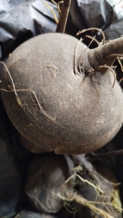 Редька червона та чорна лікувальна, дайкон білий,червоний