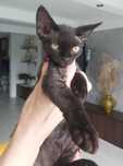 Devon rex czarny kocurek