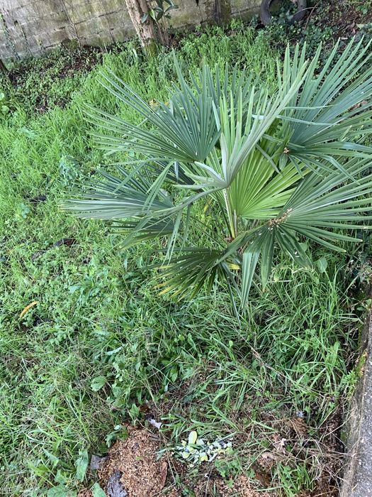 Palmeira dej  jardim