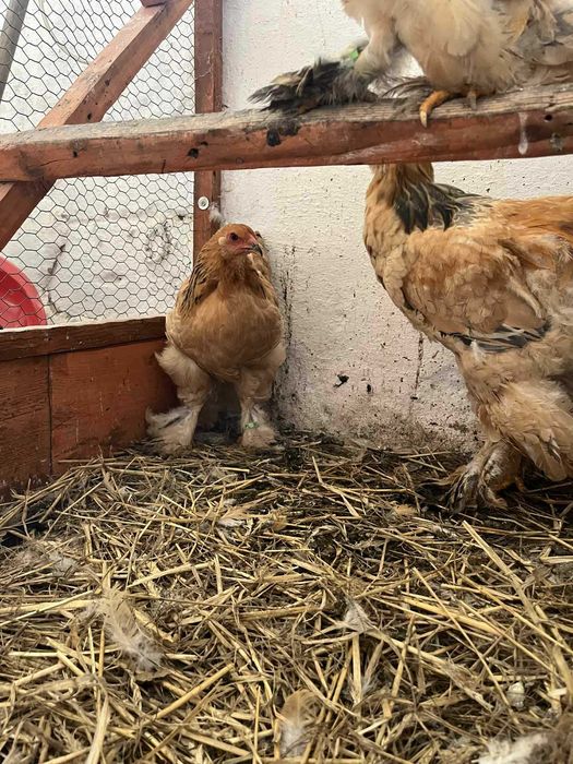 Brahma żółta gronostajowa