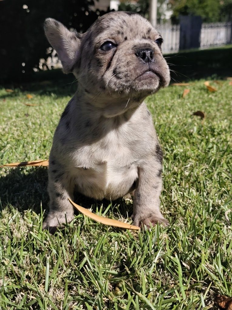 Bulldog  merle macho