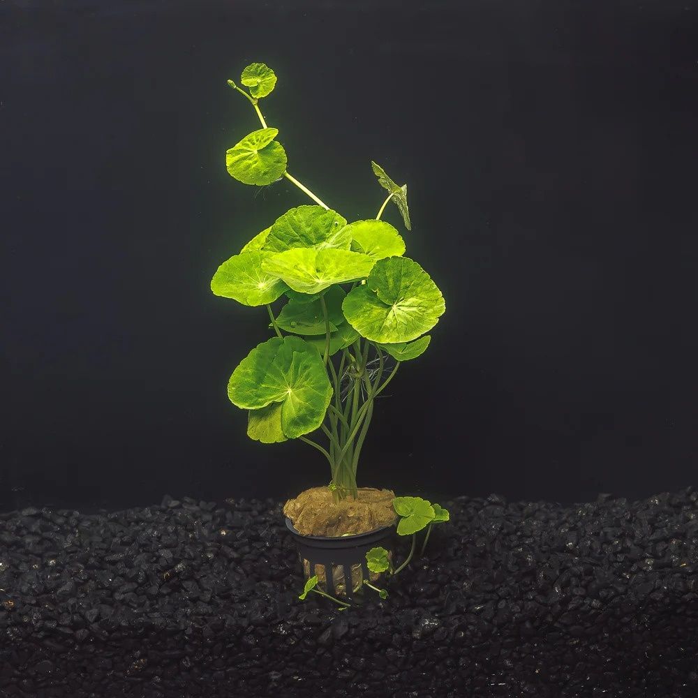 Plantas para aquário