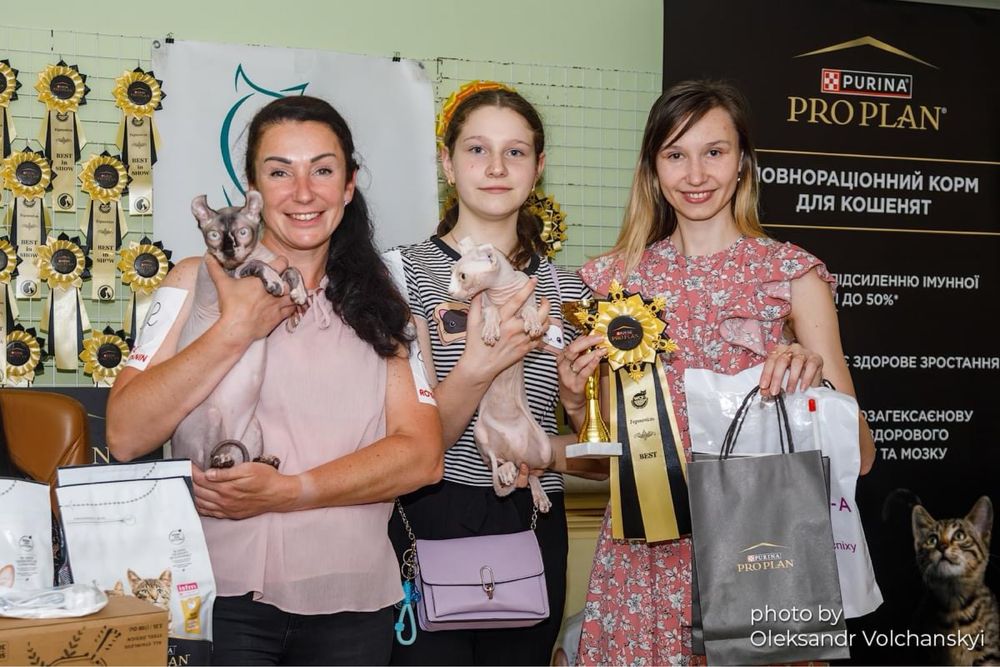 Хлопчики породи Сфінкс, Ельф