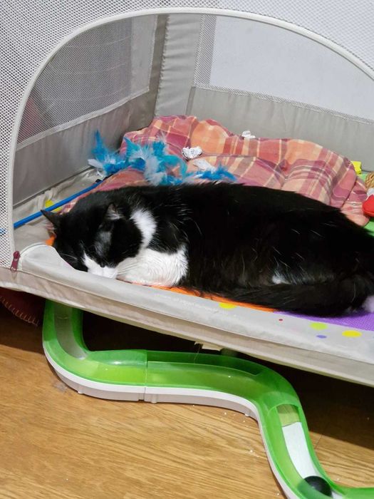 Dá-se gato: Tobias