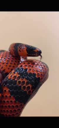 Молочна змія гондураська (Lampropeltis triangulum hondurensis)