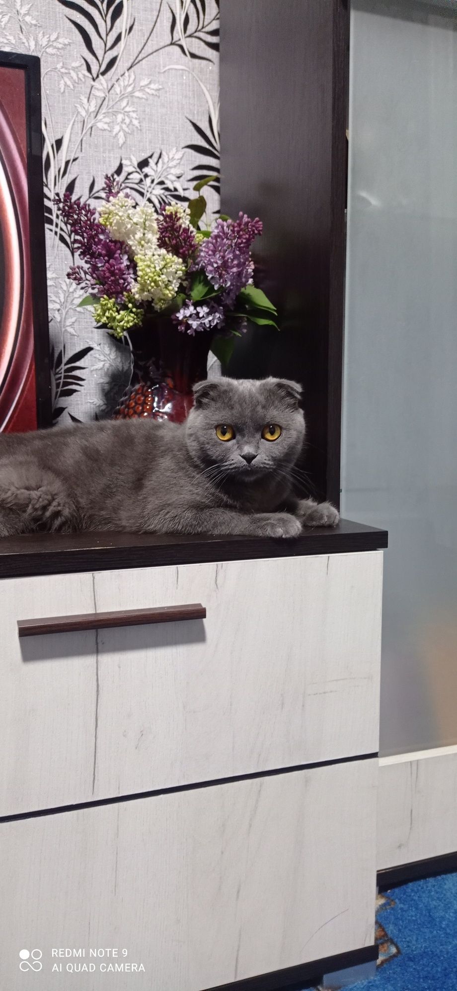 Шукаємо шотландського прямовухого котика для в'язки!