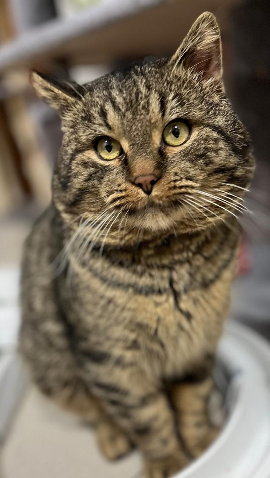 Kotek do adopcji