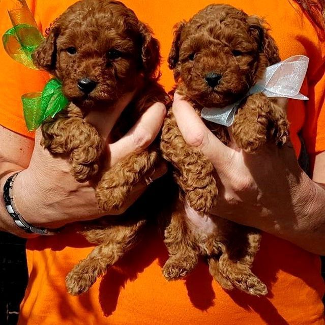 Унікальна малеча для особливих людей