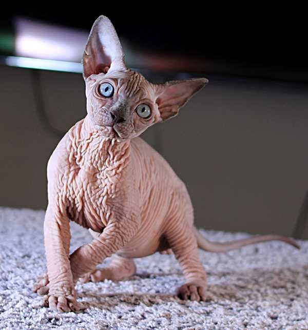 Шкурастый мальчик. Топ эксклюзив, высшего качества.