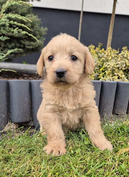 Mini Labradoodle Samczyk