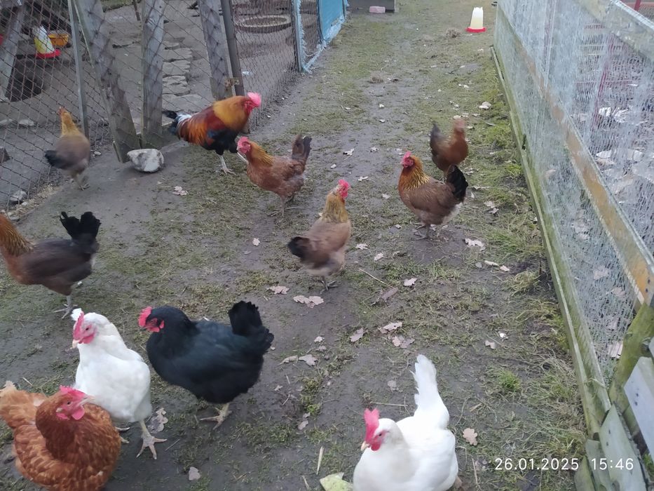 Jaja lęgowe zielononóżki