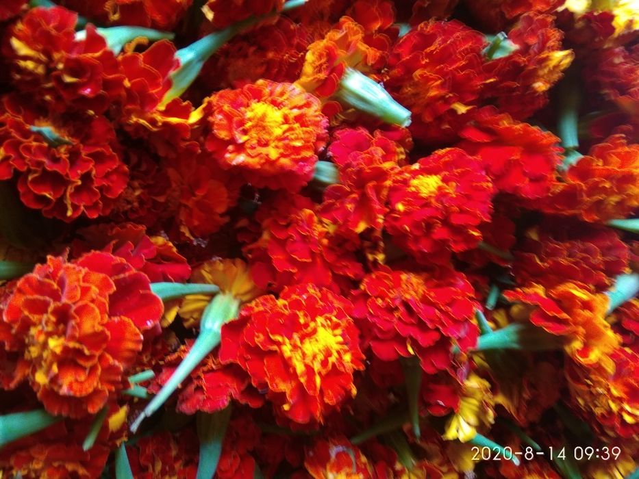 Бархатцы- лучшая противовирусная профилактика. Эффективно,бюджетно.