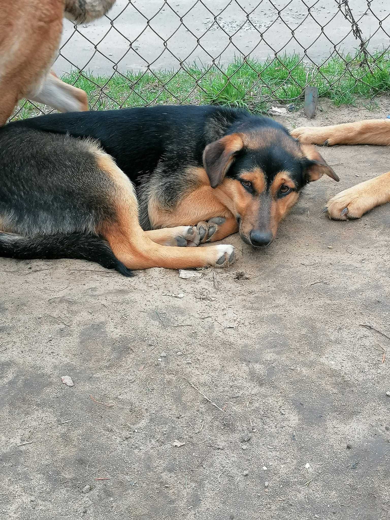 suczka młoda czarna podpalana mix owczarka