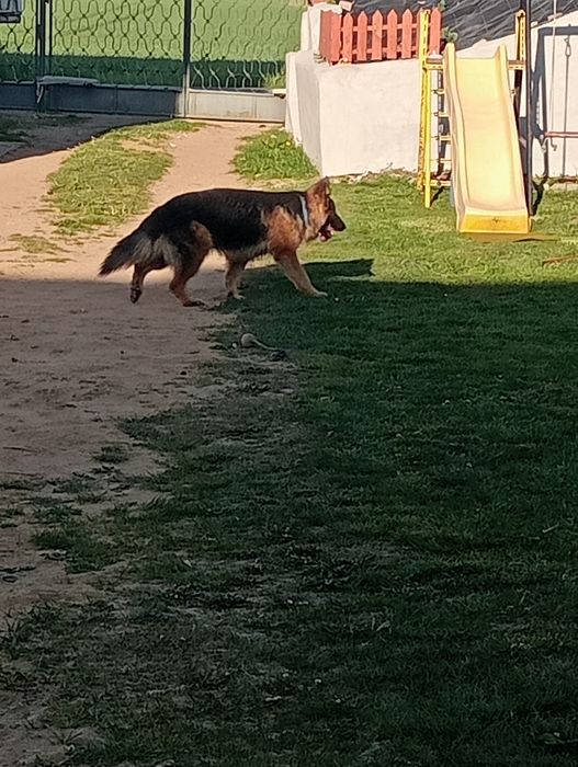 Oddam psa owczarka niemieckiego
