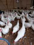 Kury Nioski Leghorn 24 tygodnie! Wysyłka!