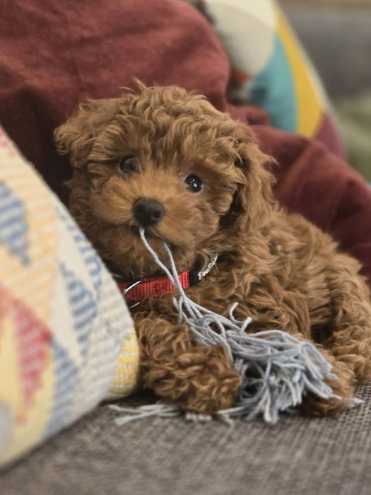 Premium maltipoo mini малтипу мини