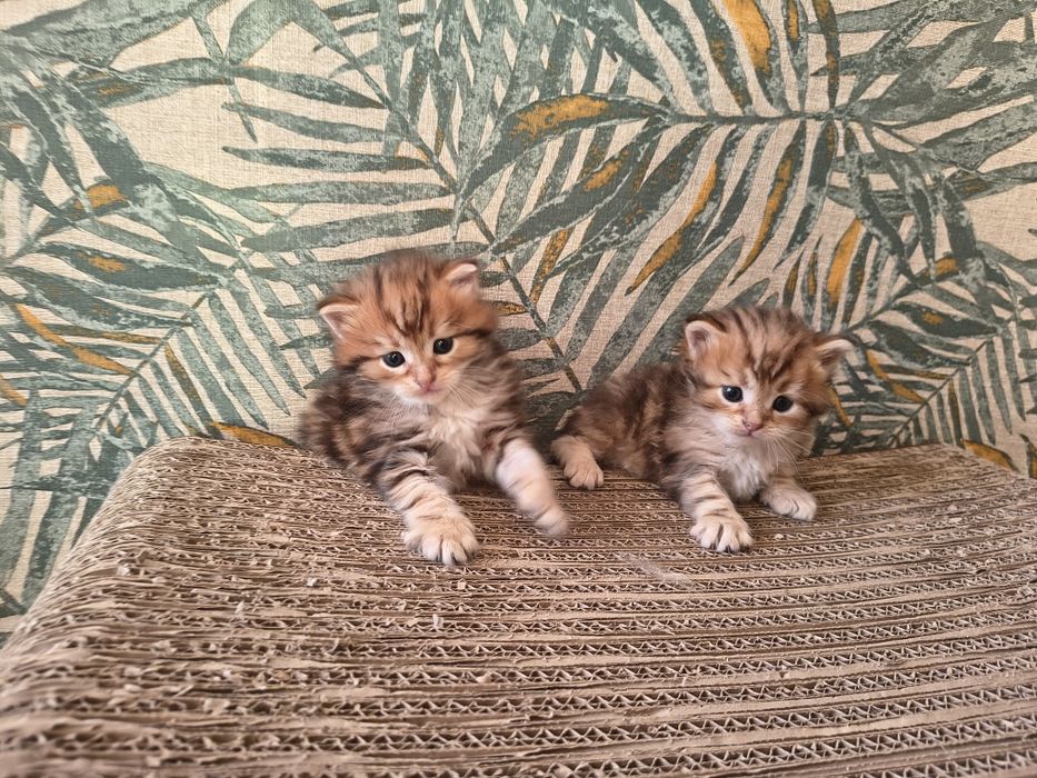 Kot syberyjski kotki międzynarodowy rodowód FPL