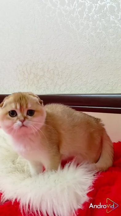 Красивая девочка золотая шиншилла. Шотландская вислоухая